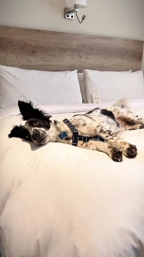 ​
Toto está de vuelta @lavidadetoto 🤭​
Y llegó para mostrarte una nueva experiencia en hospedaje si viajes con tu humano. 🐶🧳✈️​
​
En @hotelunipark podrás hospedarte con tu amigo de cuatro patas y disfrutar de tu estadía con la major comodidad, gastronomía y claro los mejores espacios para compratir con tu perruno. 🥰🐾​
​
Hospédate en el corazón de la ciudad, a pocos pasos de los atractivos turísticos más importantes. ¡Te esperamos!​
​
#HotelesOroVerde #AbrimosNuestrasPuertasAlMundo #OroVerde #PetFriendly